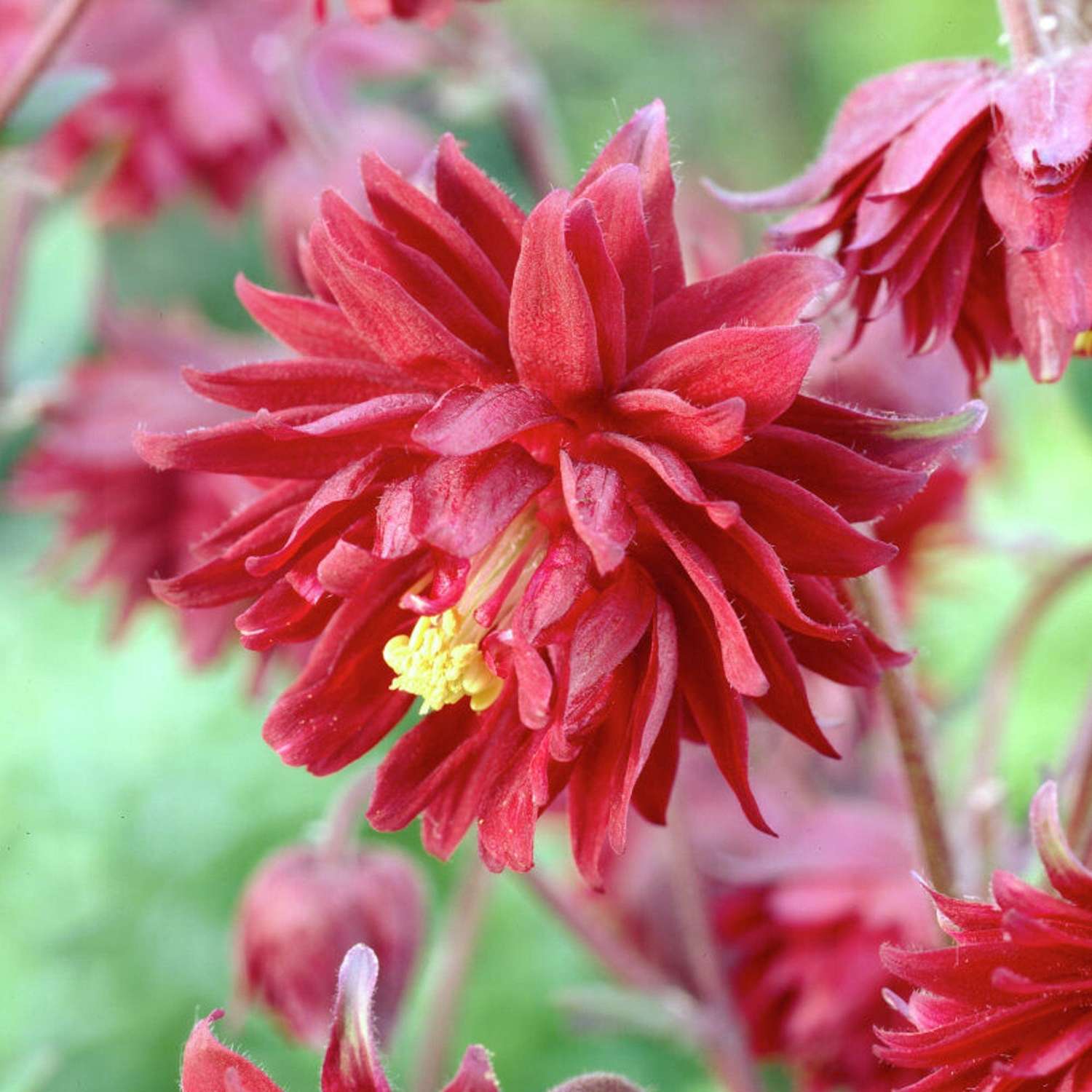 Akeleje 'Ruby Port'